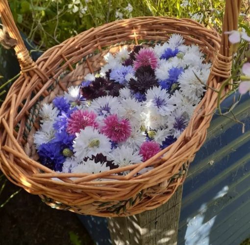 Organic Cornflowers in Basket