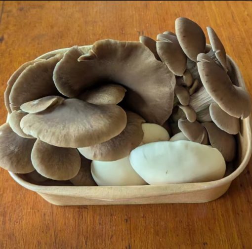 local chem free oyster mushrooms