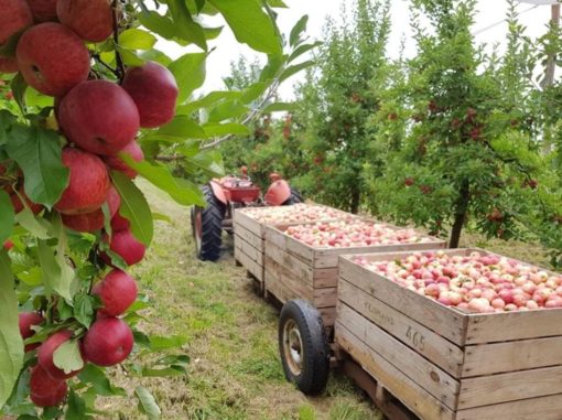 Yeomans Greenhill Orchards local apple harvest