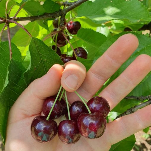 Yeomans Greenhill Orchards spray free cherries Dec 2024