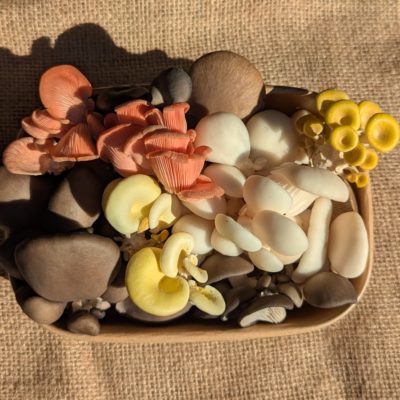 Uralla Gourmet Mushrooms - locally grown organic chem-free